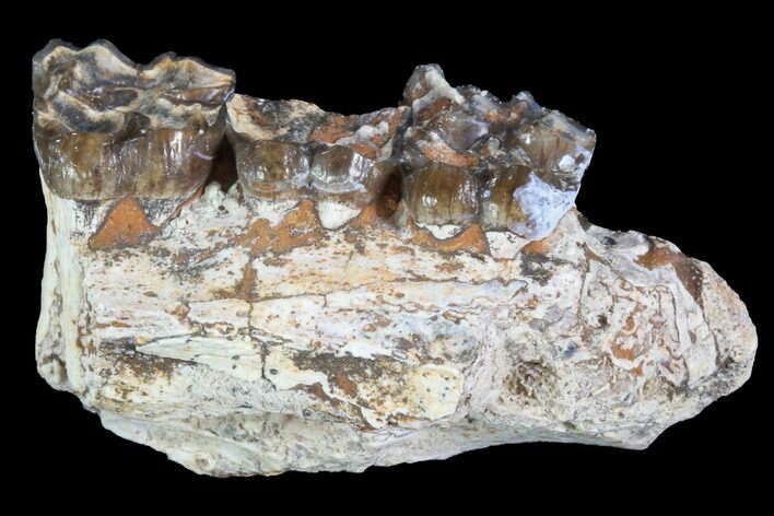 Oreodont Jaw Section With Teeth - South Dakota #82178